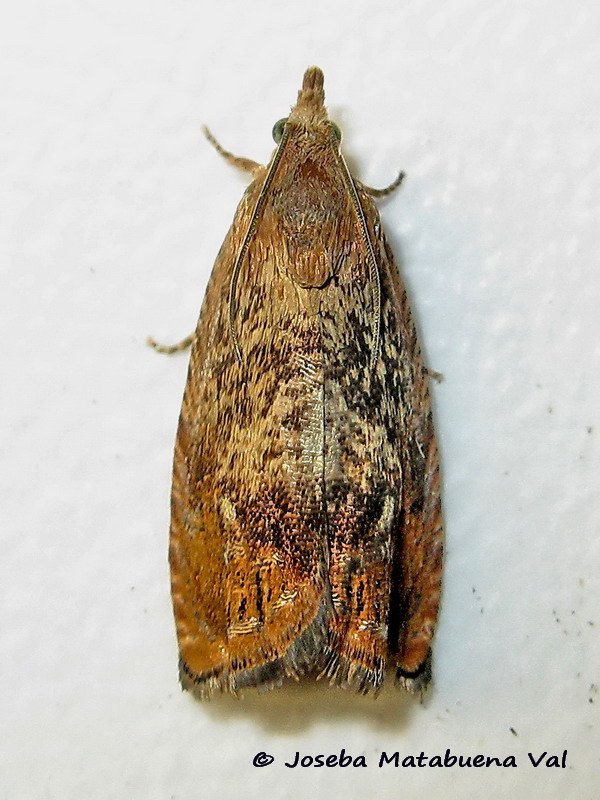Cydia amplana - Tortricidae